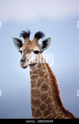 Girafe (Giraffa camelopardalis), Itala Game Reserve, Kwa-Zulu Natal, Afrique du Sud. Banque D'Images