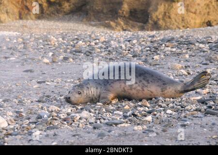 Le pup de phoque gris sauvé (Halichoerus grypus) se dirigeant vers la mer le jour de la libération, après avoir récupéré de ses blessures par le traitement et la réhabilitation Banque D'Images