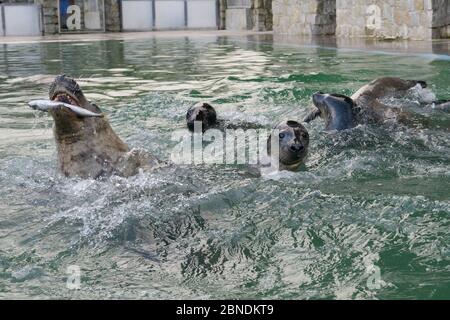 Phoque gris sauvé (Halichoerus grypus) adulte et petits en compétition pour les poissons qui leur sont jetés dans un bassin de convalescence où les petits sont gardés jusqu'à ce qu'ils soient forts Banque D'Images