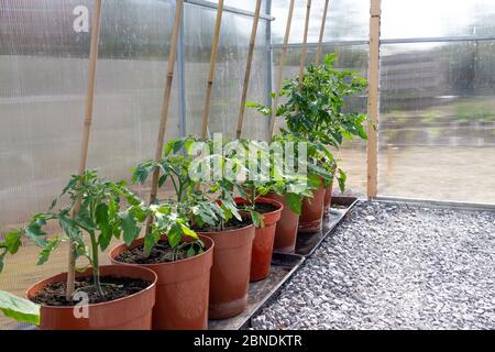 Plants de tomates poussant dans une serre en polycarbonate dans des pots de 10' pouce. Banque D'Images