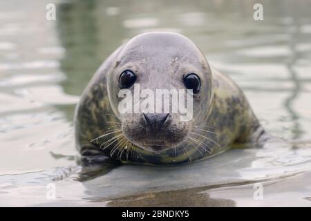 Pup de phoque gris sauvé (Halichoerus grypus) dans une piscine de pépinière isolée où il sera conservé jusqu'à ce qu'il soit assez fort pour joindre d'autres pups et ensuite être libéré Banque D'Images