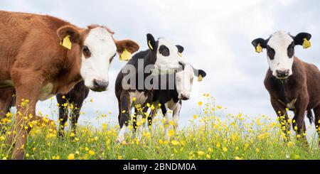 veaux dans la prairie printanière pleine de butterbutterbutterbups jaunes Banque D'Images
