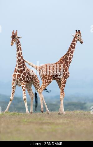 La paire de girafes réticulés (Giraffa camelopardalis reticulata) se tiennent ensemble. Laikipia, Kenya. Banque D'Images