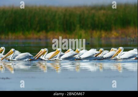 Troupeau de pélicans blancs américains (Pelecanus erythrorhynchos) qui se trouvent dans une zone humide pendant la migration d'automne. Malheur County, Oregon, États-Unis. Septembre. Banque D'Images