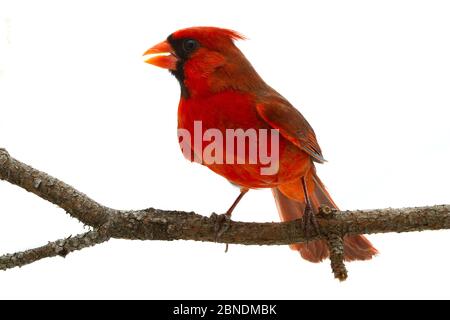 Cardinal du Nord (Cardinalis cardinalis) mâle, Oxford, Mississippi, États-Unis. Meetyourneighbors.net projet Banque D'Images