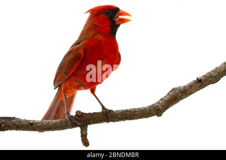 Cardinal du Nord (Cardinalis cardinalis) mâle, Oxford, Mississippi, États-Unis. Meetyourneighbors.net projet Banque D'Images