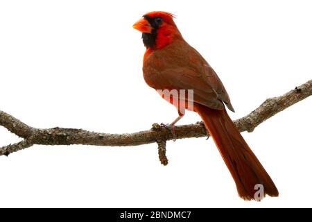 Cardinal du Nord (Cardinalis cardinalis) mâle, Oxford, Mississippi, États-Unis. Meetyourneighbors.net projet Banque D'Images