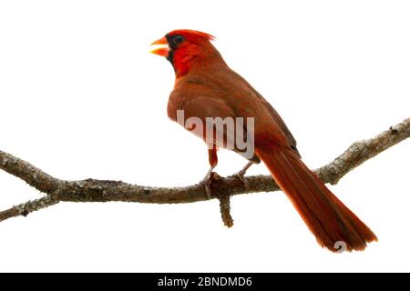 Cardinal du Nord (Cardinalis cardinalis) mâle, Oxford, Mississippi, États-Unis. Meetyourneighbors.net projet Banque D'Images