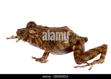 Santa Cecilia Robber Frog (Pristimantis croceoinguinis) San Jose de Payamino, Équateur. Meetyourneighbors.net projet Banque D'Images