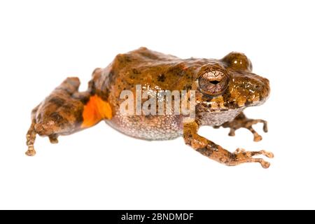 Santa Cecilia Robber Frog (Pristimantis croceoinguinis) San Jose de Payamino, Équateur. Meetyourneighbors.net projet Banque D'Images