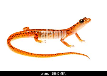 Salamandre troglodyte (Eurycea lucifuga) Nachez Trace Parkway, Mississippi, États-Unis. Meetyourneighbors.net projet Banque D'Images