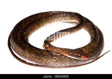 Serpent à olives (Chironius fuscus) enroulé, Mahany, projet Meetyourneighbors.net de la Guyane française Banque D'Images