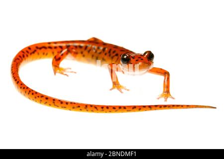 Salamandre troglodyte (Eurycea lucifuga) Nachez Trace Parkway, Mississippi, États-Unis. Meetyourneighbors.net projet Banque D'Images