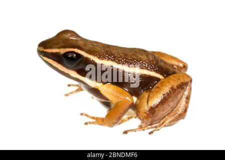 Grenouille empoisonnée à la mode brillante (Allobates femoralis) Kaw Mountains, projet Meetyourneighbors.net en Guyane française Banque D'Images