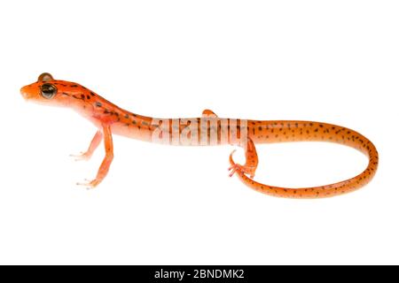 Salamandre troglodyte (Eurycea lucifuga) Tishomingo, Mississippi, États-Unis, avril. Meetyourneighbors.net projet Banque D'Images