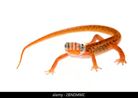 Salamandre troglodyte (Eurycea lucifuga) Tishomingo, Mississippi, États-Unis, avril. Meetyourneighbors.net projet Banque D'Images