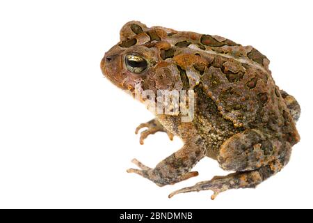 Toad du sud (Bufo terrestris) Forêt nationale d'Apalachicola, Floride, États-Unis, septembre. Meetyourneighbors.net projet Banque D'Images