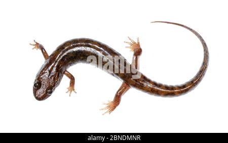 Salamandre du phoque (Desmognathus monticola) Clark's Creek, Tennessee, États-Unis. Mars. Meetyourneighbors.net projet Banque D'Images