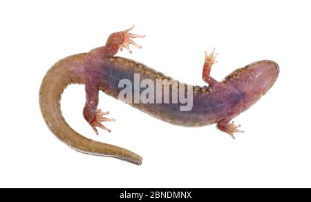 Salamandre des phoques (Desmognathus monticola) vue d'en dessous, Buffalo Mountain, Tennessee, États-Unis. Mars. Meetyourneighbors.net projet Banque D'Images