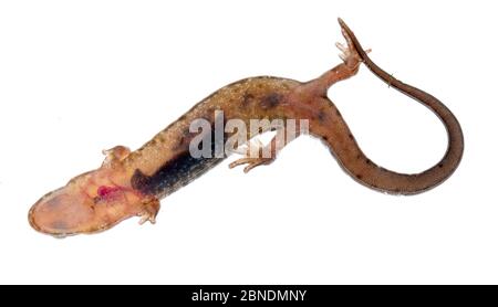 Salamandre sombre de montagne Alleghany (Desmognathus ochrophaeus) Clark's Creek, Tennessee, États-Unis. Mars. Meetyourneighbors.net projet Banque D'Images