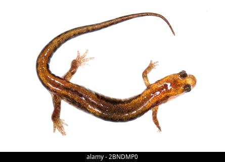 Salamandre sombre de montagne Alleghany (Desmognathus ochrophaeus) Clark's Creek, Tennessee, États-Unis. Mars. Meetyourneighbors.net projet Banque D'Images