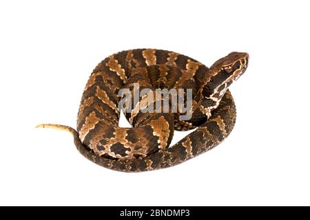 Florida Cottonmouth (Agkistrodon piscivorus conanti) Apalachicola National Forest, Floride, États-Unis, septembre. Meetyourneighbors.net projet Banque D'Images