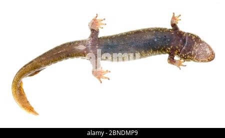 Salamandre à ventre noir (Desmognathus quadramaculatus) vu d'en dessous, Clark's Creek Park, Tennessee, États-Unis, mars. Meetyourneighbors.net projet Banque D'Images