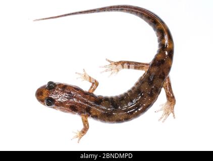 Salamandre du phoque (Desmognathus monticola) Clark's Creek, Tennessee, États-Unis. Mars. Meetyourneighbors.net projet Banque D'Images