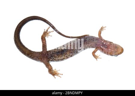 Salamandre pygmée (Desmognathus wrighti) vue d'en dessous, Buffalo Mountain, Tennessee, États-Unis, mars. Meetyourneighbors.net projet Banque D'Images