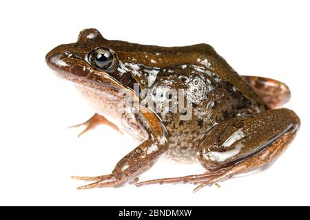 Grenouille des marais à rayures (Limnodynastes peronii) Parc national de Watagans, Nouvelle-Galles du Sud, Australie, août. Meetyourneighbors.net projet Banque D'Images