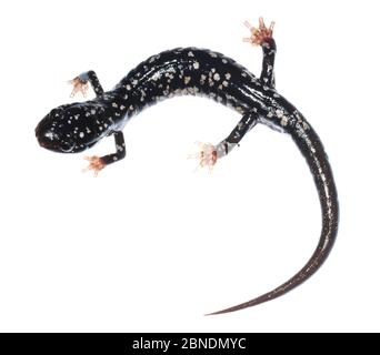 Salamandre minceur du Nord (Plethodon glutinosus) Clark's Creek, Tennessee, États-Unis. Mai. Meetyourneighbors.net projet Banque D'Images