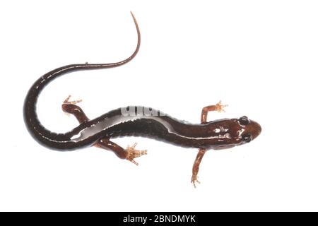 Salamandre sombre de la crête bleue (Desmognathus orestes) Clark's Creek, Tennessee, États-Unis, mai. Meetyourneighbors.net projet Banque D'Images