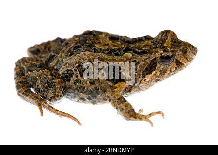 grenouille commune de l'est (Critia signifera) Parc national de Croajingolong, Victoria, Australie, juillet. Meetyourneighbors.net projet Banque D'Images