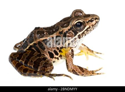 Grenouille de brochet (Rana palustris) Clark's Creek, Tennessee, États-Unis. Mai. Meetyourneighbors.net projet Banque D'Images