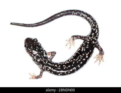 Salamandre mince à pois blancs (Plethodon cylindraceus) pics d'Otter, Virginie, États-Unis, mai. Meetyourneighbors.net projet Banque D'Images