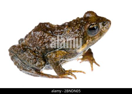 grenouille commune de l'est (Critia signifera) Parc national de Croajingolong, Victoria, Australie, juillet. Meetyourneighbors.net projet Banque D'Images