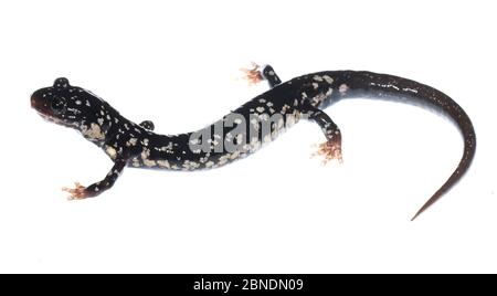 Salamandre minceur du Nord (Plethodon glutinosus) Clark's Creek, Tennessee, États-Unis. Mai. Meetyourneighbors.net projet Banque D'Images