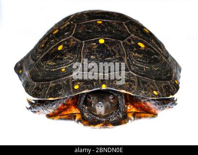 Tortue ponctuée (Clemmys guttata) mâle, ouest du Michigan, États-Unis. Meetyourneighbors.net projet Banque D'Images