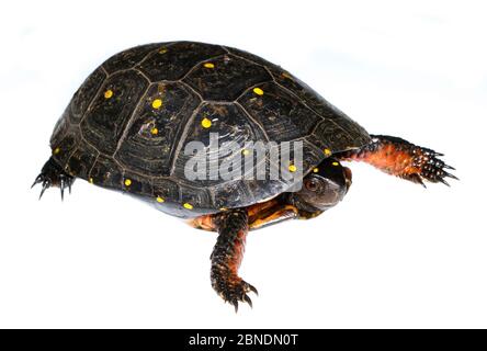 Tortue ponctuée (Clemmys guttata) mâle, ouest du Michigan, États-Unis. Meetyourneighbors.net projet Banque D'Images