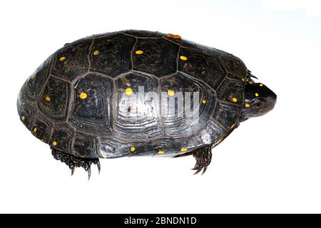 Tortue ponctuée (Clemmys guttata) mâle, ouest du Michigan, États-Unis. Meetyourneighbors.net projet Banque D'Images