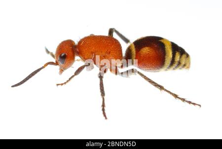 Velvet ant (Dasymutilla quadriguttata) Oxford, Mississippi, États-Unis. Meetyourneighbors.net projet Banque D'Images