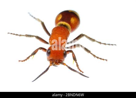 Velvet ant (Dasymutilla quadriguttata) Oxford, Mississippi, États-Unis. Meetyourneighbors.net projet Banque D'Images