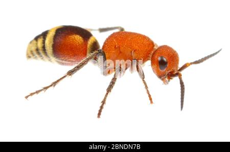 Velvet ant (Dasymutilla quadriguttata) Oxford, Mississippi, États-Unis. Meetyourneighbors.net projet Banque D'Images