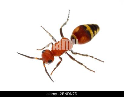 Velvet ant (Dasymutilla quadriguttata) Oxford, Mississippi, États-Unis. Meetyourneighbors.net projet Banque D'Images