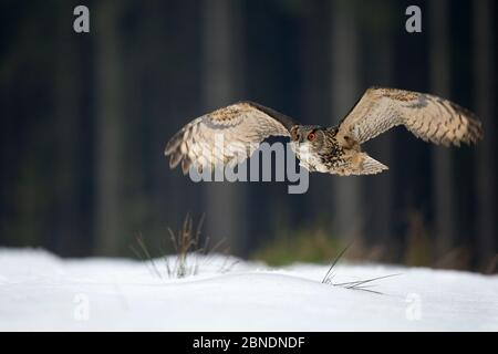 La chouette aigle eurasienne (Bubo bubo) survolant la neige couvrait les coulis d'arbres en arrière-plan, République tchèque, février. Captif. Banque D'Images