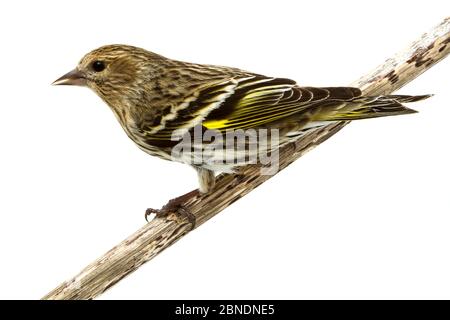 PIN siskin (Carduelis pinus) Oxford, Mississippi, États-Unis, février. Meetyourneighbors.net projet Banque D'Images