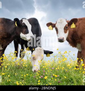 veaux dans la prairie printanière pleine de butterbutterbutterbups jaunes Banque D'Images