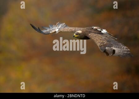 Aigle à steppes (Aquila nipalensis) en vol contre les couleurs d'automne, République tchèque, novembre. Captif. Banque D'Images