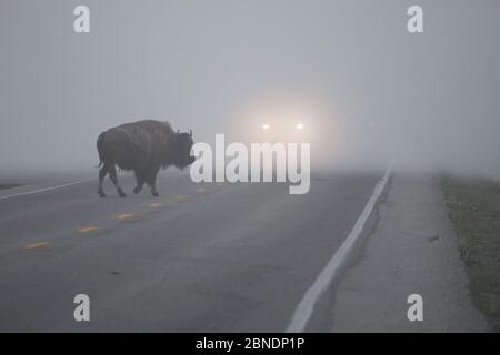 Route de passage du bison américain (Bison bison) dans la vallée de Hayden en début de matinée. Parc national de Yellowstone. Wyoming, États-Unis, juin. Banque D'Images