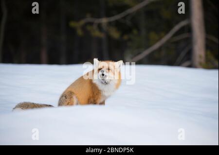 Le renard roux (Vulpes vulpes) aboyant pour le maté dans la neige pendant la saison de reproduction. Wyoming, États-Unis, février. Banque D'Images